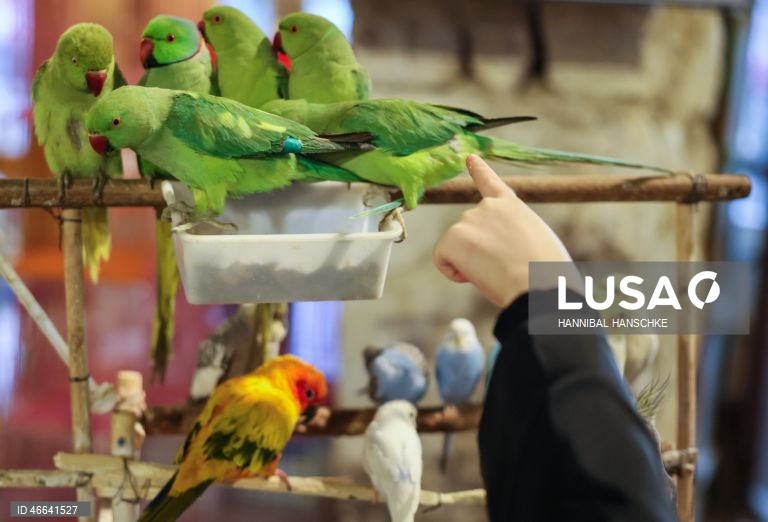 Qatar: Mercado de aves no mercado Souq Waqif, em Doha