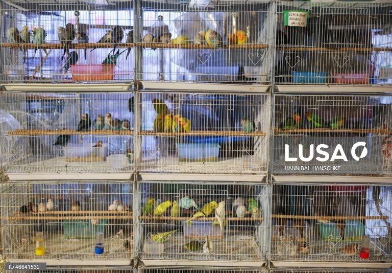 Qatar: Mercado de aves no mercado Souq Waqif, em Doha