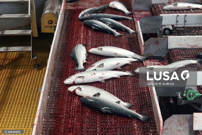 Processamento de pescado na empresa Leroy na ilha de Hitra na Noruega