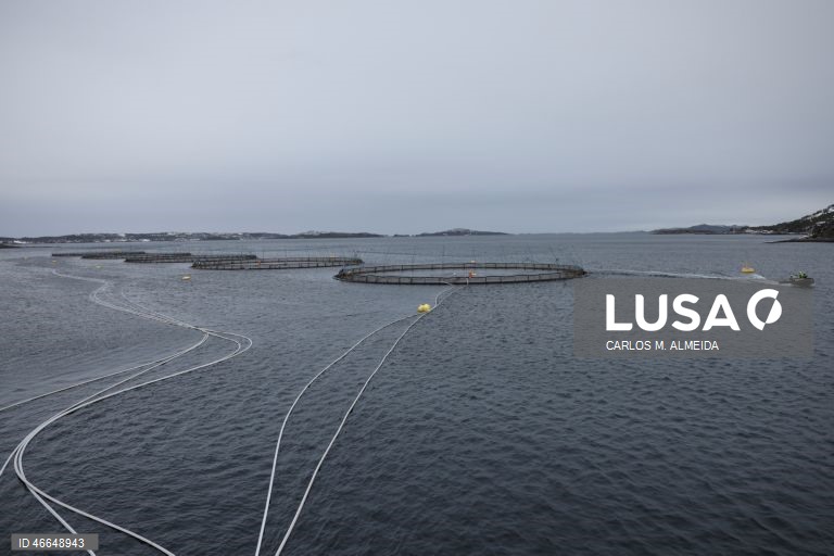 Processamento de pescado na empresa Leroy na ilha de Hitra na Noruega