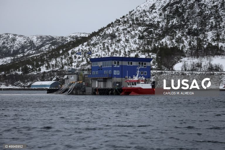 Processamento de pescado na empresa Leroy na ilha de Hitra na Noruega