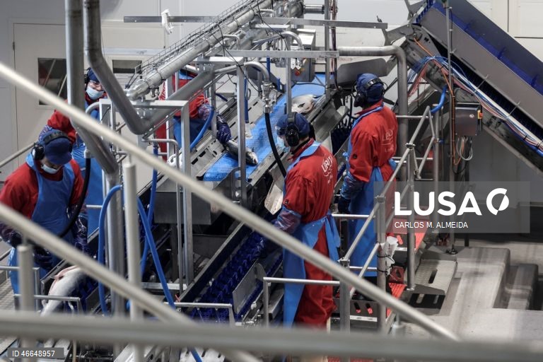 Processamento de pescado na empresa Leroy na ilha de Hitra na Noruega