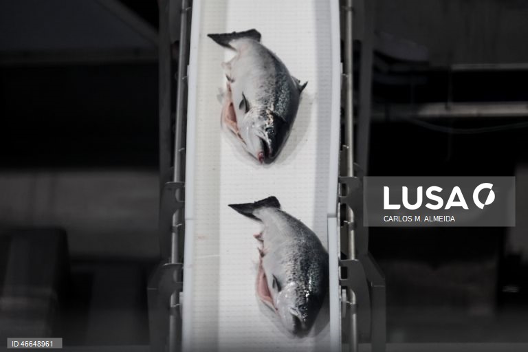 Processamento de pescado na empresa Leroy na ilha de Hitra na Noruega