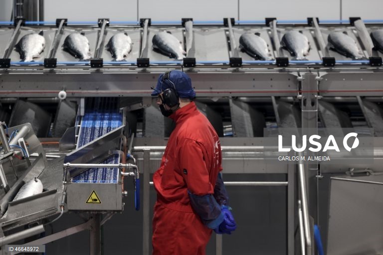 Processamento de pescado na empresa Leroy na ilha de Hitra na Noruega