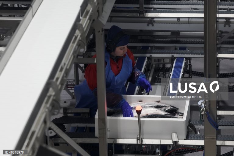 Processamento de pescado na empresa Leroy na ilha de Hitra na Noruega