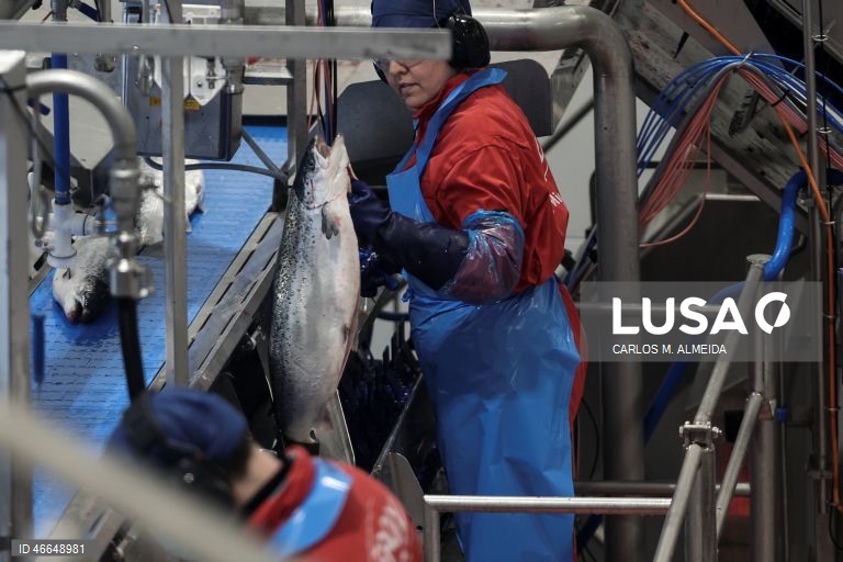 Processamento de pescado na empresa Leroy na ilha de Hitra na Noruega