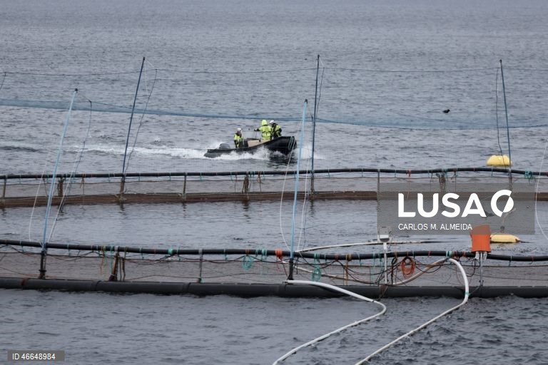 Processamento de pescado na empresa Leroy na ilha de Hitra na Noruega