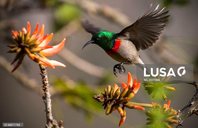 A 03 de março comemora-se o Dia Mundial da Vida Selvagem
