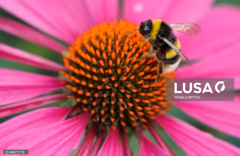 A 03 de março comemora-se o Dia Mundial da Vida Selvagem