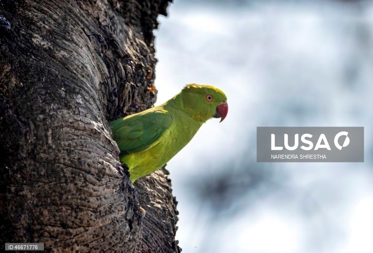 A 03 de março comemora-se o Dia Mundial da Vida Selvagem