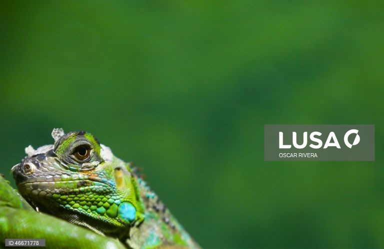 A 03 de março comemora-se o Dia Mundial da Vida Selvagem