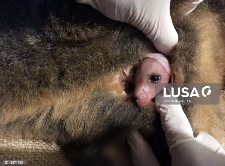 A 03 de março comemora-se o Dia Mundial da Vida Selvagem
