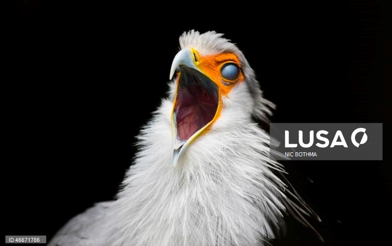 A 03 de março comemora-se o Dia Mundial da Vida Selvagem