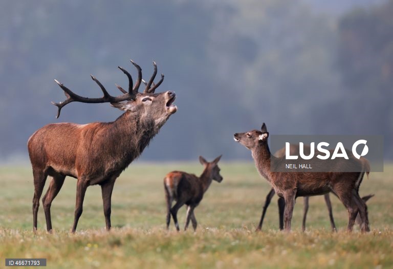 A 03 de março comemora-se o Dia Mundial da Vida Selvagem