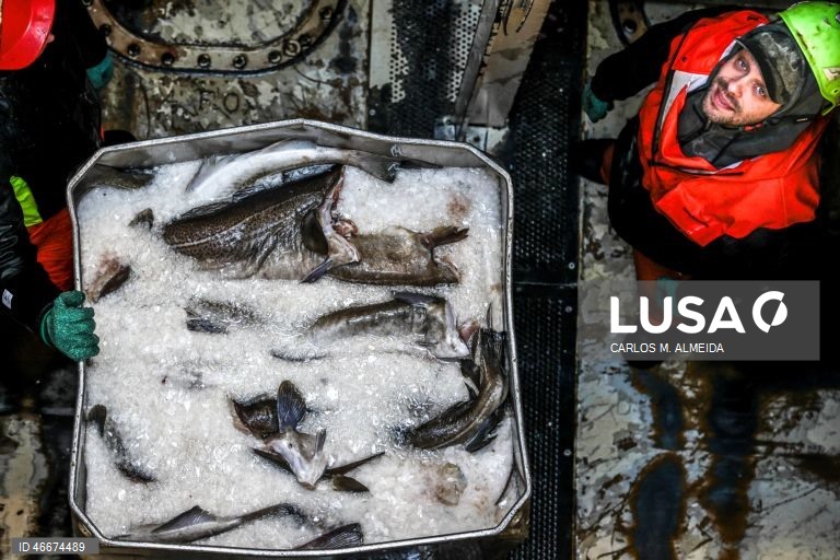 Fábrica da Fjordlaks, em Ålesund, Noruega, 27 de fevereiro de 2026. Antes de chegar à mesa dos portugueses, o bacalhau da Noruega tem uma grande viagem, que começa no Atlântico. Os barcos de pesca, de média dimensão, andam no mar três ou quatro dias e, mesmo em más fainas, chegam a terra com umas quatro toneladas de bacalhau. (ACOMPANHA TEXTO DA LUSA DO DIA 04 MARÇO DE 2026). CARLOS M. ALMEIDA/LUSA