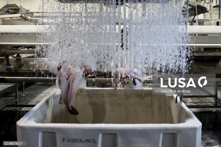 Fábrica da Fjordlaks, em Ålesund, Noruega, 27 de fevereiro de 2026. Antes de chegar à mesa dos portugueses, o bacalhau da Noruega tem uma grande viagem, que começa no Atlântico. Os barcos de pesca, de média dimensão, andam no mar três ou quatro dias e, mesmo em más fainas, chegam a terra com umas quatro toneladas de bacalhau. (ACOMPANHA TEXTO DA LUSA DO DIA 04 MARÇO DE 2026). CARLOS M. ALMEIDA/LUSA