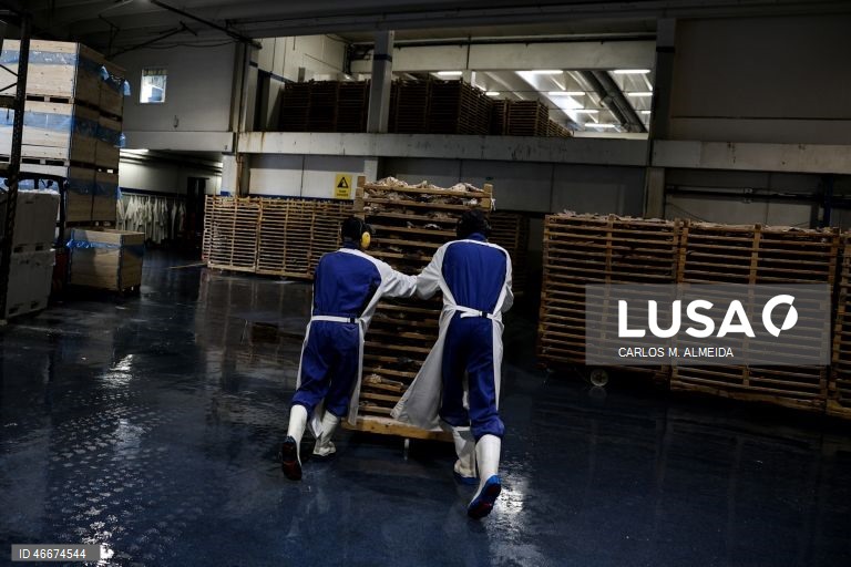 Fábrica da Fjordlaks, em Ålesund, Noruega, 27 de fevereiro de 2026. Antes de chegar à mesa dos portugueses, o bacalhau da Noruega tem uma grande viagem, que começa no Atlântico. Os barcos de pesca, de média dimensão, andam no mar três ou quatro dias e, mesmo em más fainas, chegam a terra com umas quatro toneladas de bacalhau. (ACOMPANHA TEXTO DA LUSA DO DIA 04 MARÇO DE 2026). CARLOS M. ALMEIDA/LUSA