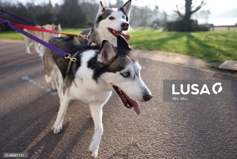 Reino Unido: Dia de abertura da exposição canina Crufts 2026, em Birmingham