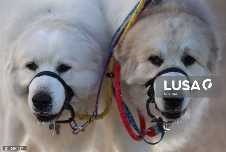 Reino Unido: Dia de abertura da exposição canina Crufts 2026, em Birmingham