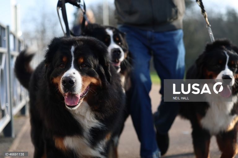 Reino Unido: Dia de abertura da exposição canina Crufts 2026, em Birmingham