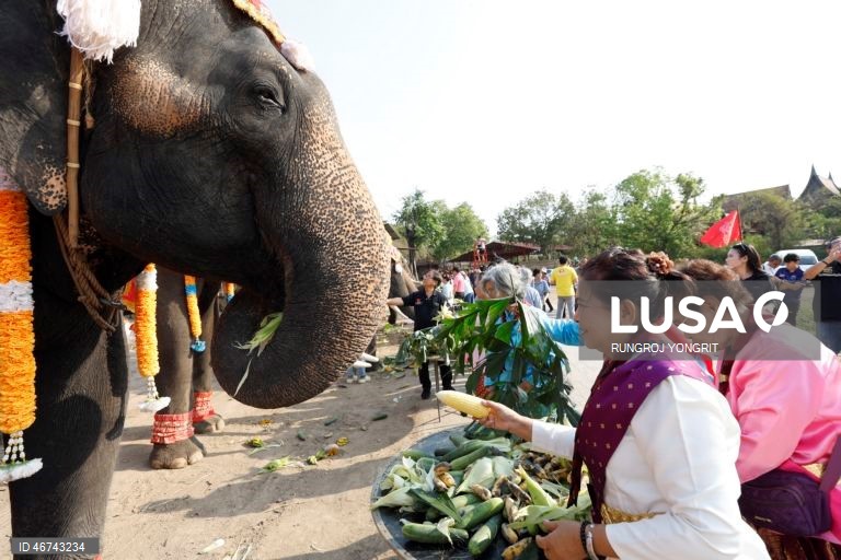 Tailândia: Monges budistas realizam bençãos no Dia Nacional do Elefante