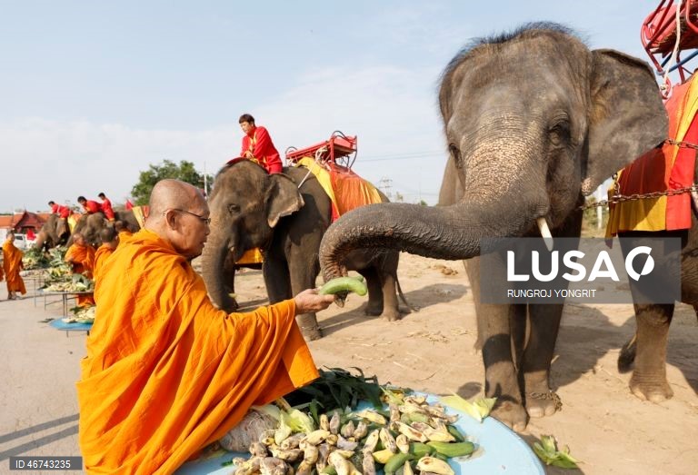 Tailândia: Monges budistas realizam bençãos no Dia Nacional do Elefante