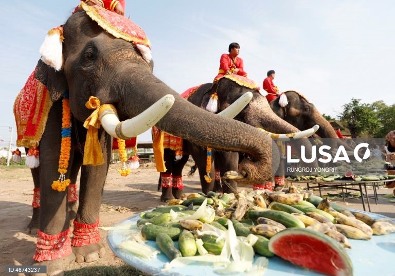 Tailândia: Monges budistas realizam bençãos no Dia Nacional do Elefante