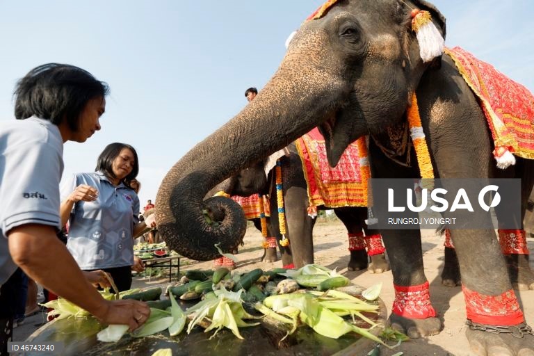 Tailândia: Monges budistas realizam bençãos no Dia Nacional do Elefante