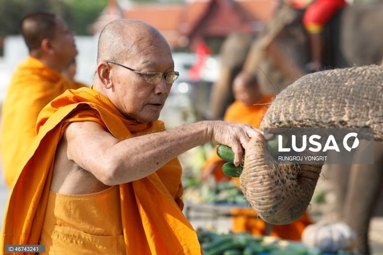 Tailândia: Monges budistas realizam bençãos no Dia Nacional do Elefante