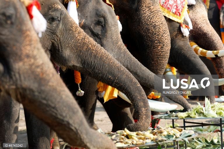 Tailândia: Monges budistas realizam bençãos no Dia Nacional do Elefante