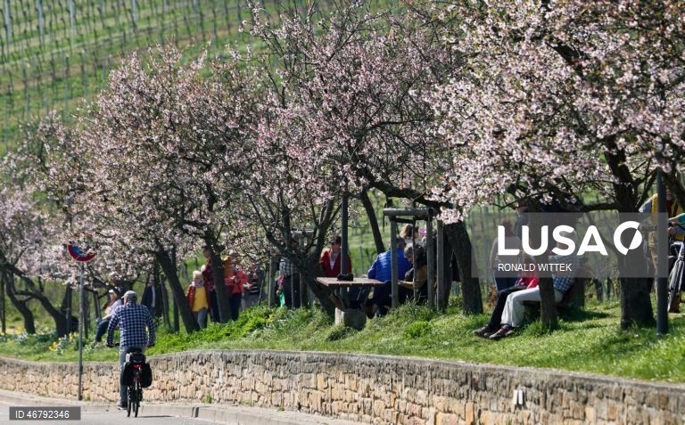 Alemanha: Amendoeiras em flor em Gimmeldingen 