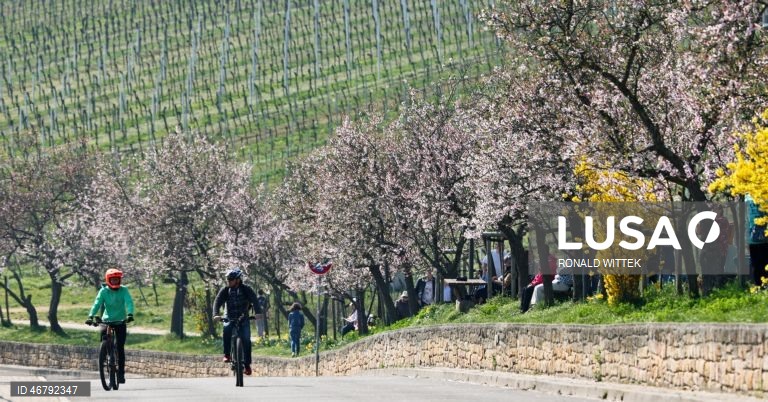 Alemanha: Amendoeiras em flor em Gimmeldingen 