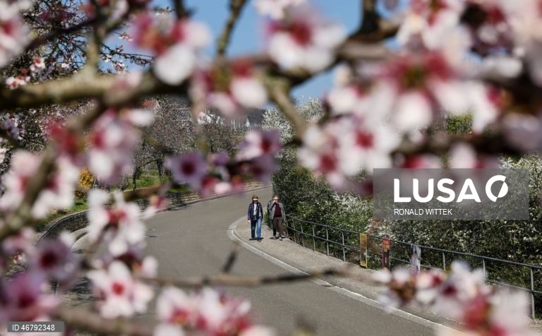 Alemanha: Amendoeiras em flor em Gimmeldingen 