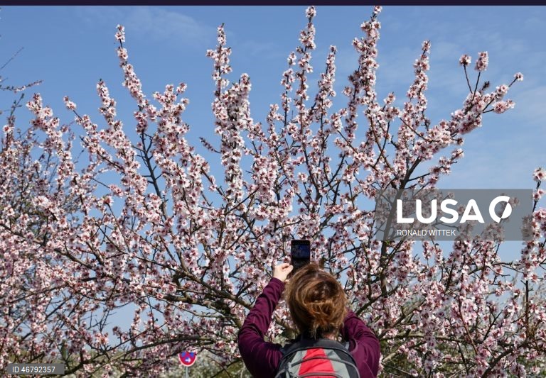 Alemanha: Amendoeiras em flor em Gimmeldingen 