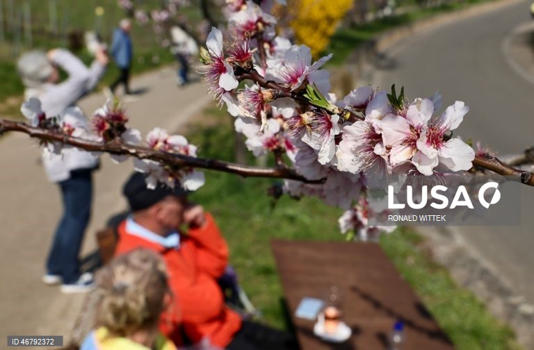 Alemanha: Amendoeiras em flor em Gimmeldingen 