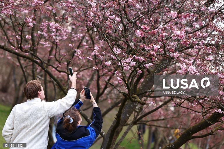 Alemanha: Cerejeiras em flor em Munique