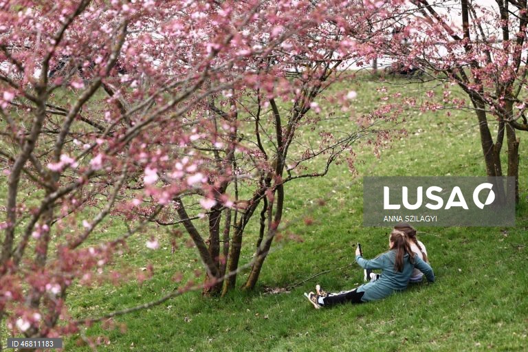 Alemanha: Cerejeiras em flor em Munique