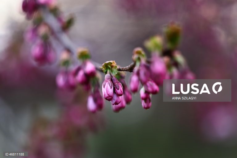 Alemanha: Cerejeiras em flor em Munique