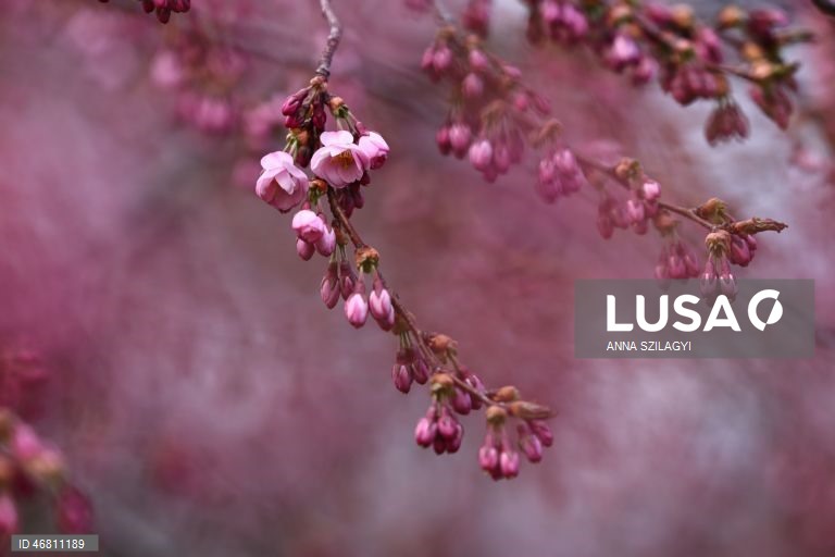 Alemanha: Cerejeiras em flor em Munique