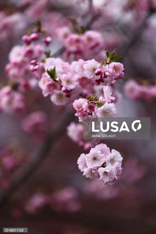 Alemanha: Cerejeiras em flor em Munique