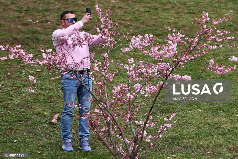 Alemanha: Cerejeiras em flor em Munique