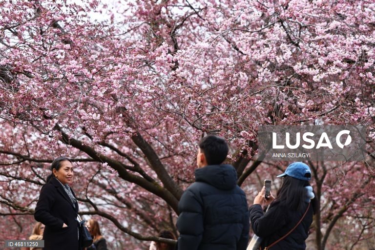 Alemanha: Cerejeiras em flor em Munique