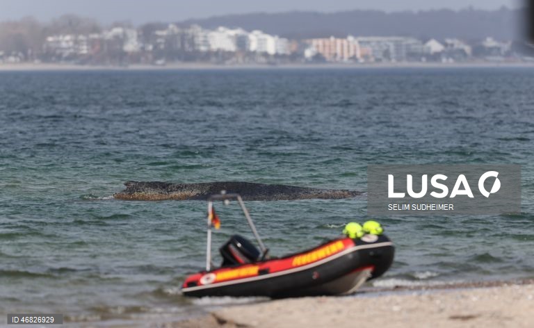 Uma baleia encontra-se encalhada na costa do Mar Báltico, em Timmendorfer Strand na Alemanha