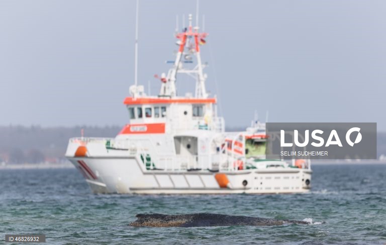 Uma baleia encontra-se encalhada na costa do Mar Báltico, em Timmendorfer Strand na Alemanha