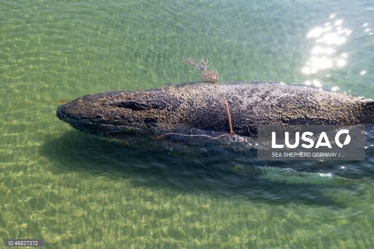 Uma baleia encontra-se encalhada na costa do Mar Báltico, em Timmendorfer Strand na Alemanha