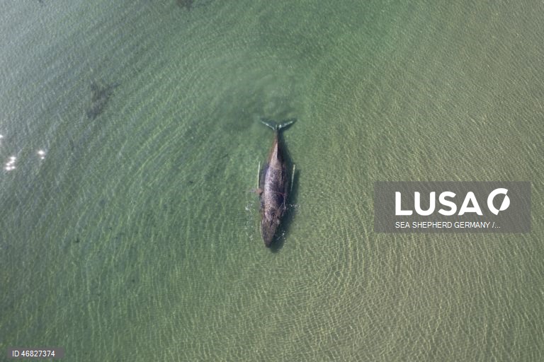 Uma baleia encontra-se encalhada na costa do Mar Báltico, em Timmendorfer Strand na Alemanha
