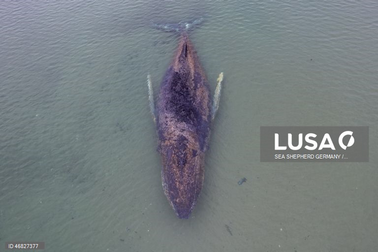 Uma baleia encontra-se encalhada na costa do Mar Báltico, em Timmendorfer Strand na Alemanha