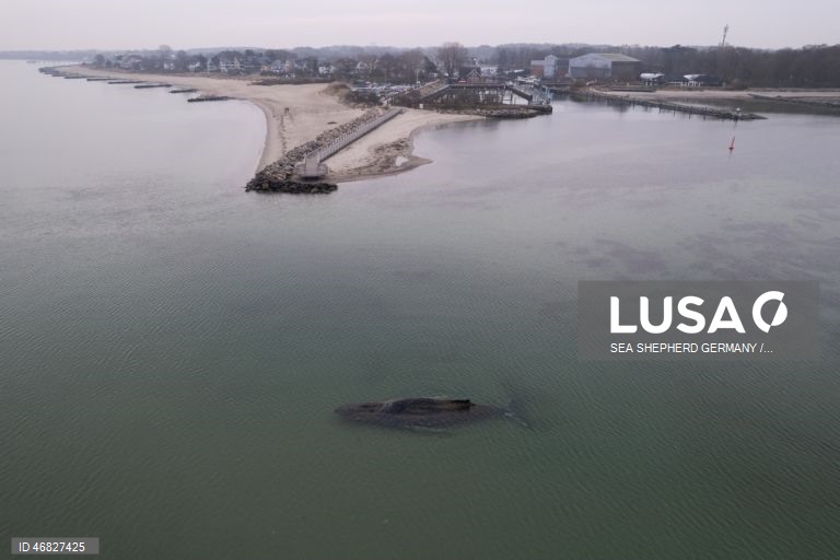 Uma baleia encontra-se encalhada na costa do Mar Báltico, em Timmendorfer Strand na Alemanha