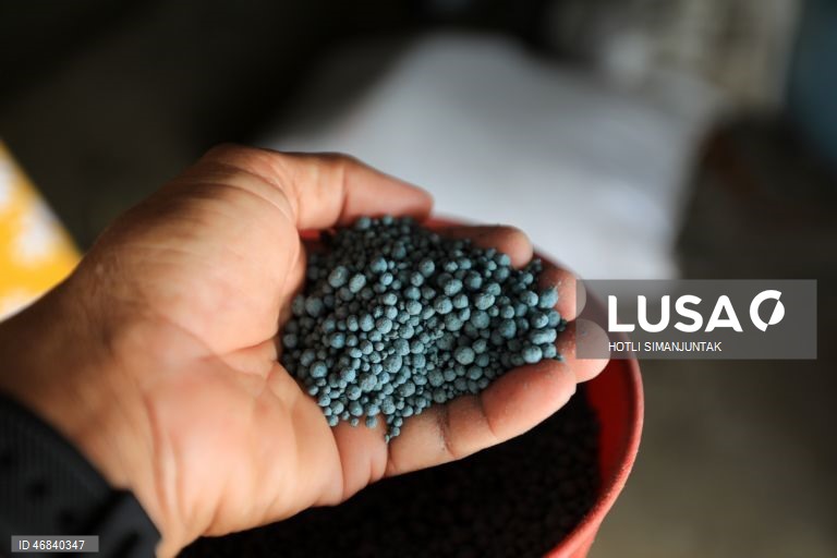 Agricultores colhem arroz durante a época da colheita em Lampeunurut, Aceh Besar, Indonésia, A Organização Mundial do Comércio (OMC) alertou que a guerra no Médio Oriente tem o potencial de desencadear uma crise global de fertilizantes e pode ameaçar a segurança alimentar mundial devido à escassez e ao aumento dos preços. 