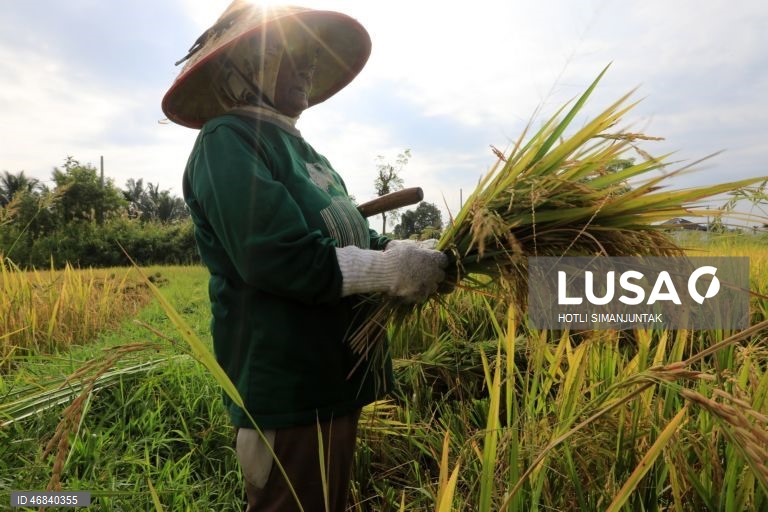 Agricultores colhem arroz durante a época da colheita em Lampeunurut, Aceh Besar, Indonésia, A Organização Mundial do Comércio (OMC) alertou que a guerra no Médio Oriente tem o potencial de desencadear uma crise global de fertilizantes e pode ameaçar a segurança alimentar mundial devido à escassez e ao aumento dos preços. 